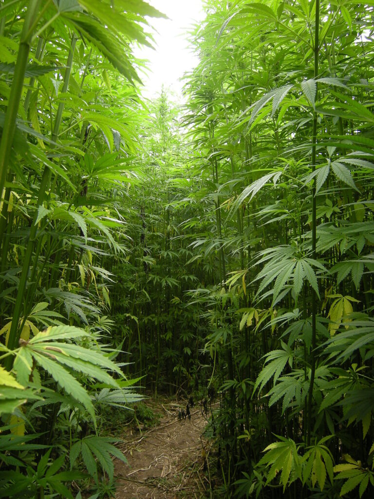 Growing Hemp In Colorado