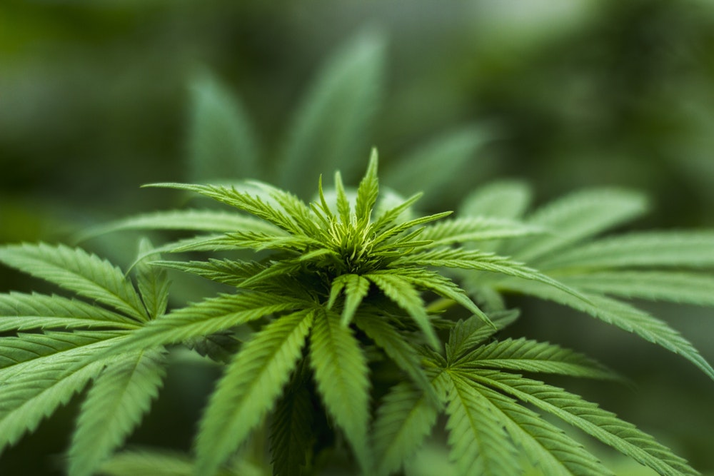 Colorado Cannabis Related Business Insurance