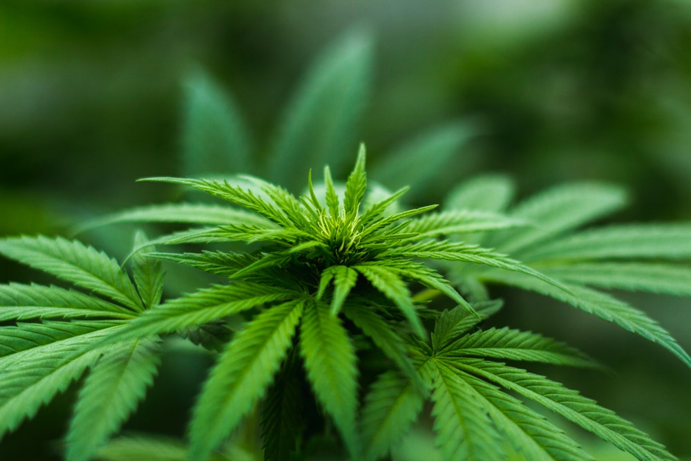 Coverage for Cannabis Companies