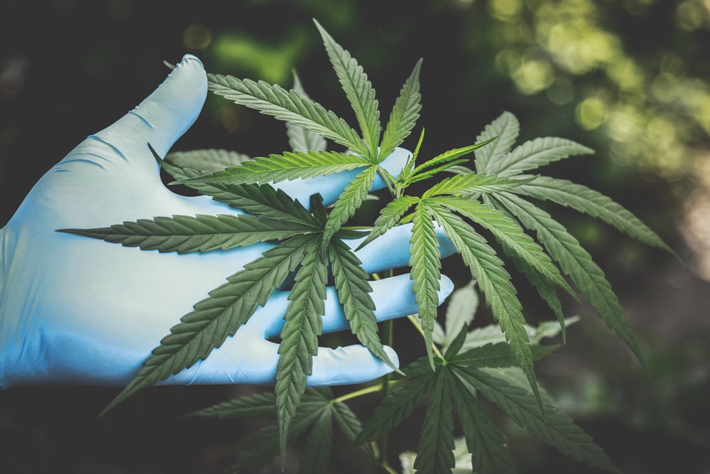 The Cannabis Insurance Company