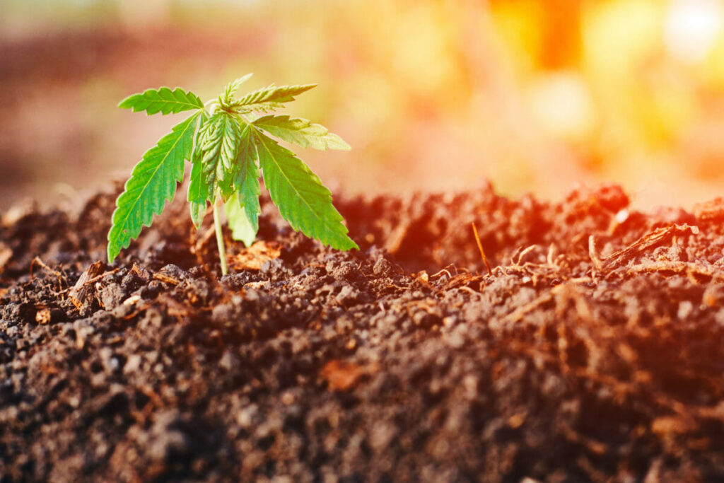 Insurance for Colorado Industrial Hemp Farms