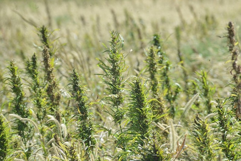 The Colorado Agriculture Director Has Plans About Marijuana Hemp and CBD