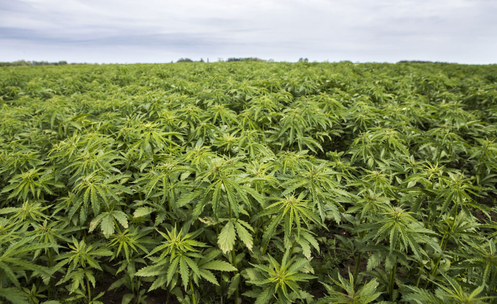 Industrial Hemp Registration