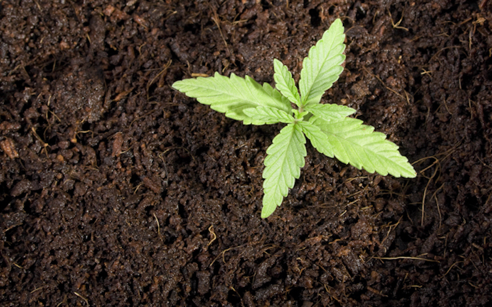 Coverage for Small Business Dispensaries and Grows